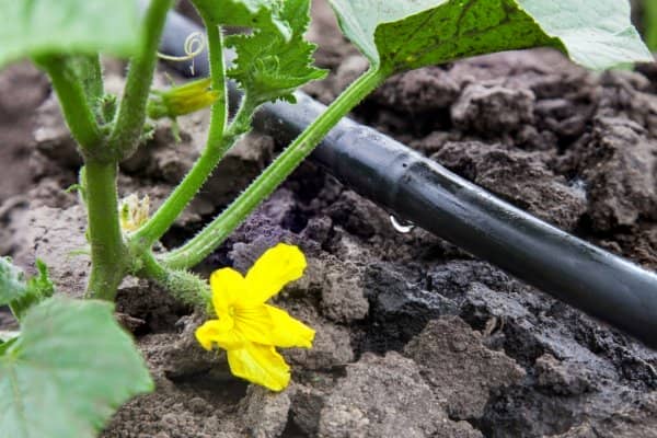 Irriwise Solution